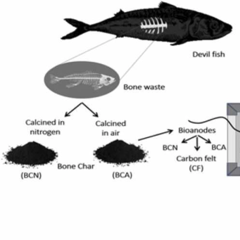 Biodegradation of carbamazepine and production of bioenergy using a microbial fuel cell with bioelectrodes fabricated from devil fish bone chars