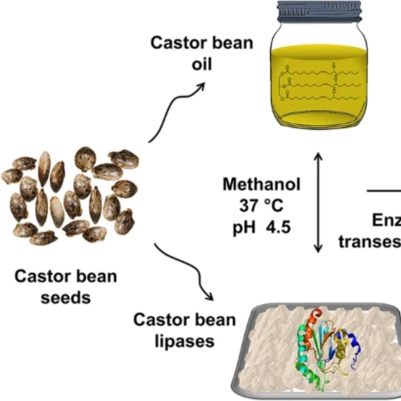 Sustainable Castor Bean Biodiesel Through Ricinus communis L. Lipase Extract Catalysis