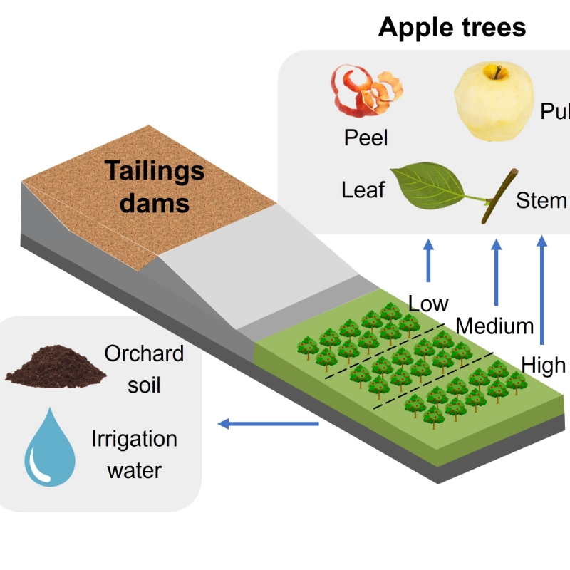Determination of lead in fruit grown in the vicinity of tailings dams of a mine in Zacatecas, Mexico